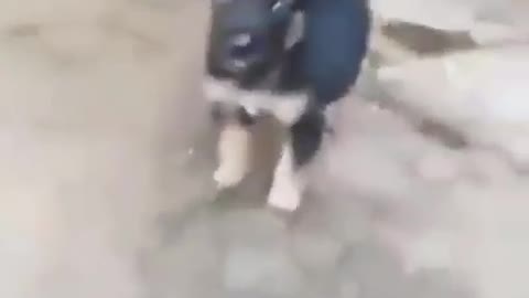 Funny vídeo.