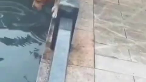 🐶🐶Funny Dog Fails🐶🐶