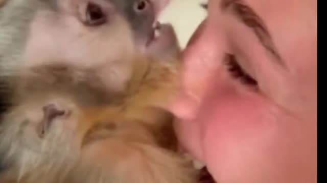 The little monkey is very happy to return to his master