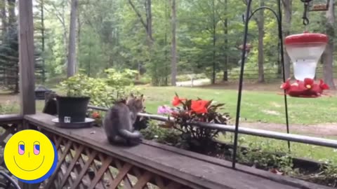 Funniest Cat Videos| Cute Cat Videos SJ Cute and funny videos compilations