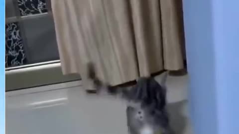 Fanny cat video 😆😅