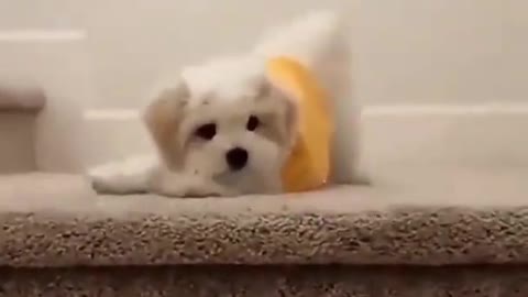 cute puppy video - cute dog video