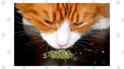 top cat herbs to improve your pets health