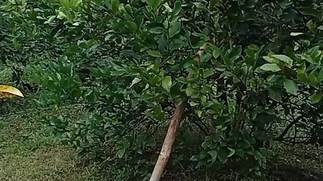 corn and lemon garden