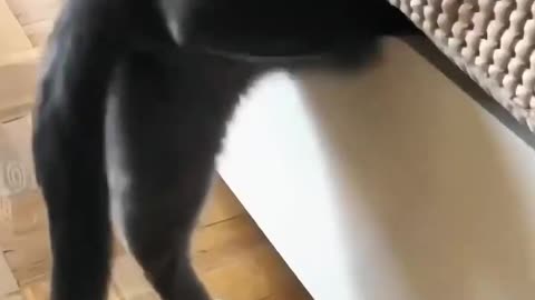 Unbelievable Cat Antics: Prepare to be Amazed!