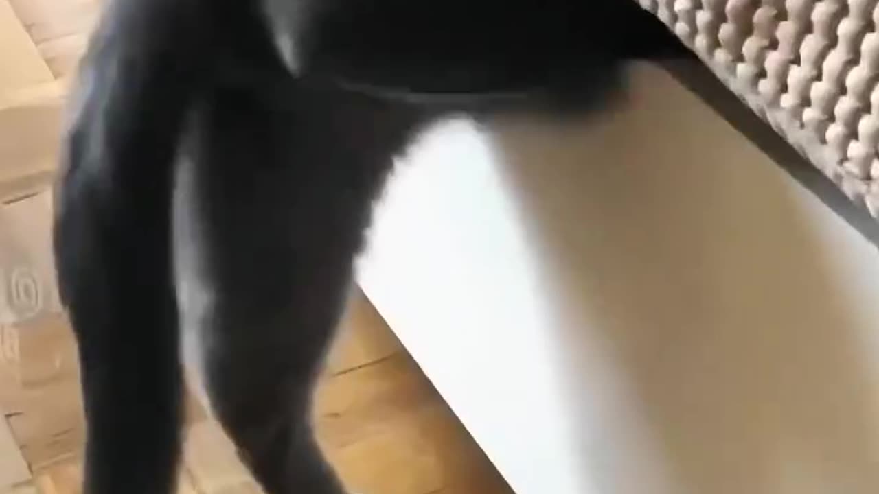 Unbelievable Cat Antics: Prepare to be Amazed!