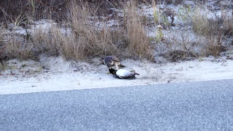 Peregrine Falcon #1