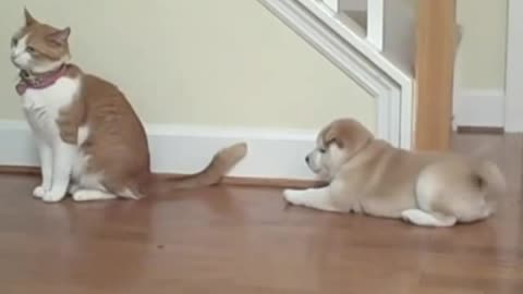 Cat_ unimpressed by Shiba _inu _puppy