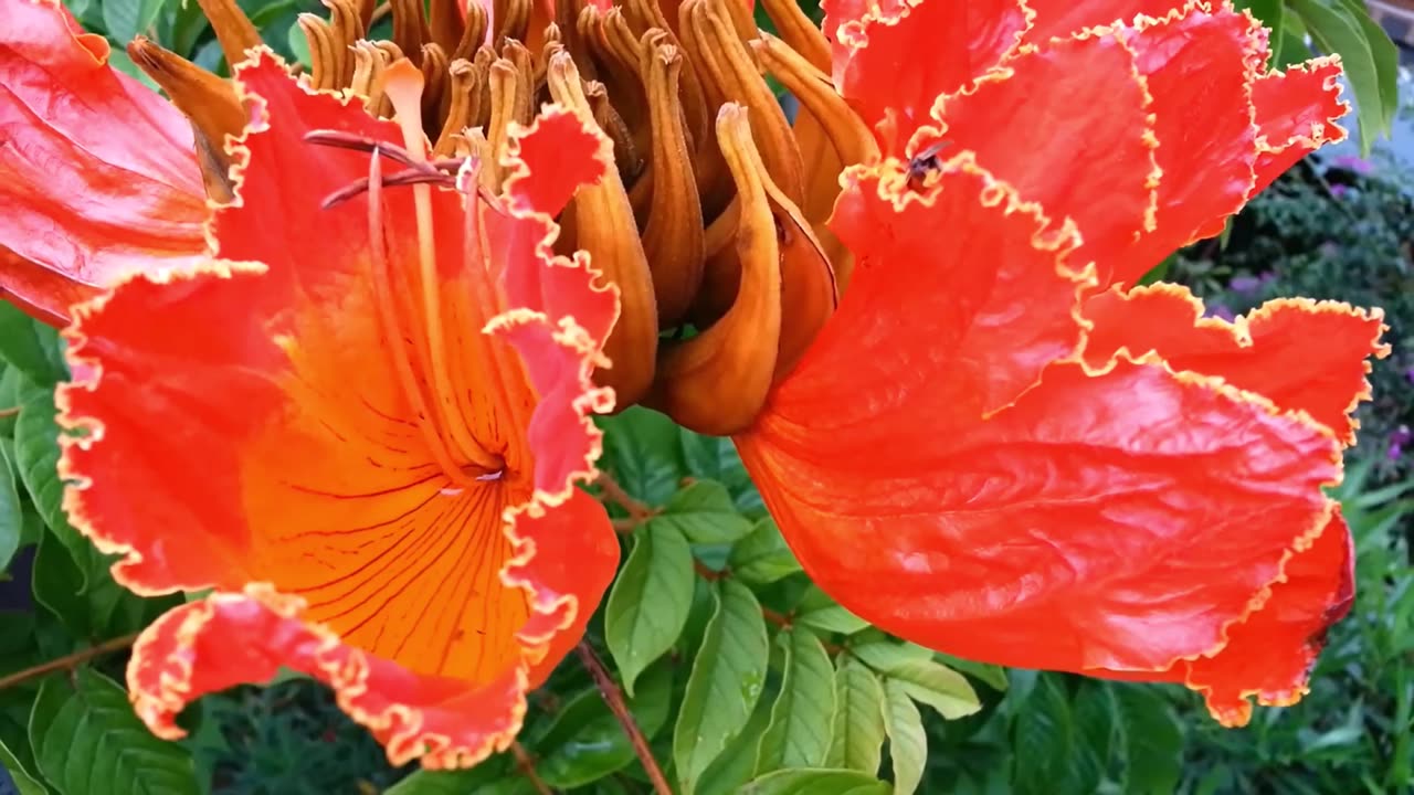 Spathodea Campanulata African Tulip Flowering Garden Landscape Tree
