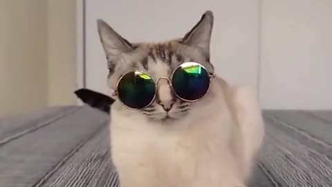 Best Funny Animal Videos 2022 😂 - Funniest Cat Hollywood Action Videos