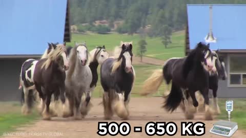 Most Powerful Horse Breed in the world