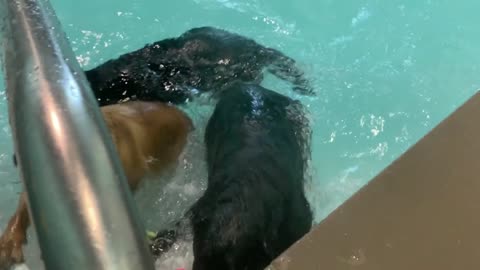 Barkabout Dog pool