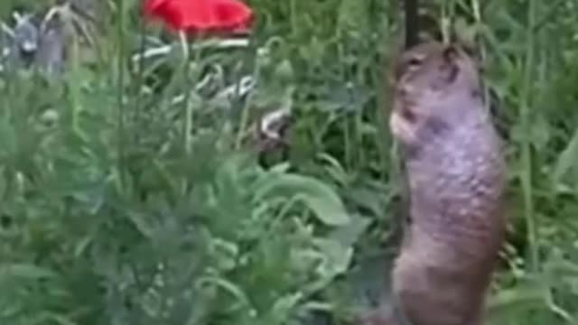 😂🤣Funny Pets Crazy Fails Compilation 🐶😹 Try Not To Laugh Challenge Impossible 2021 #shorts