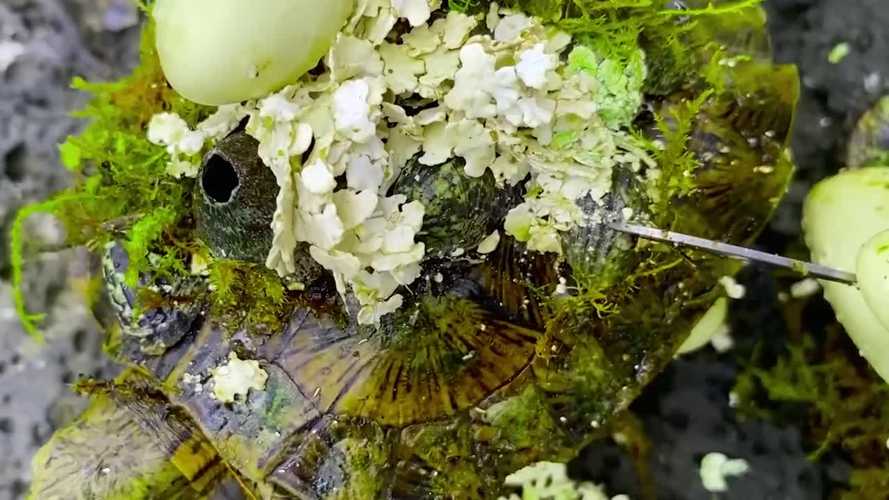 Sea turtle become kings of prey after removing millions of sea creatures and barnacles on shell-11