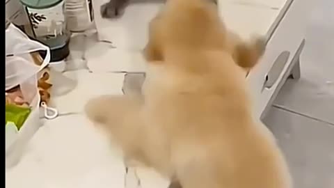Funny Animals 🤣😂 || Amazing funny video|| like and share || #funnyanimals #viralvideo #viral