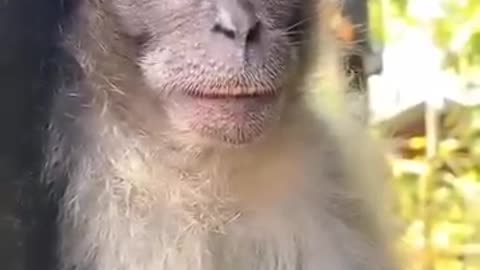 Funny animals