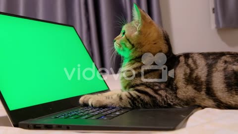 An Adorable Dragon Li Cat Staring On The Green Screen...