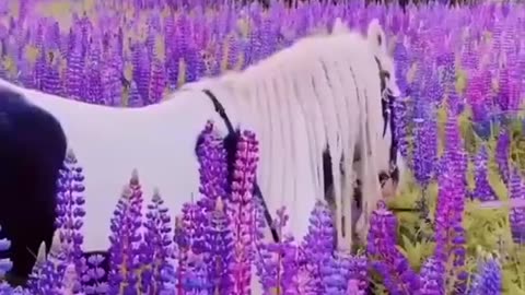 Blue Eyes Horse #shorts #viral #shortsvideo #video