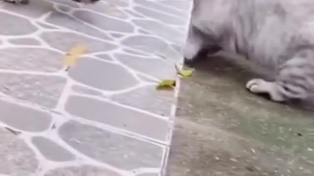 Funny cat video with dog