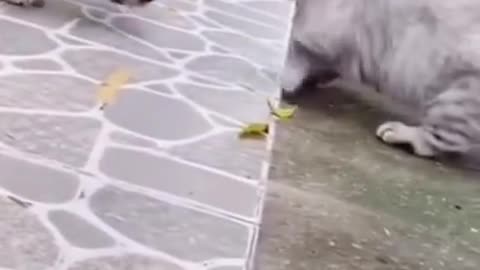 Funny cat video with dog