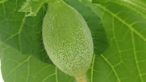 Cultivation of Melon (Video Budidaya Melon)