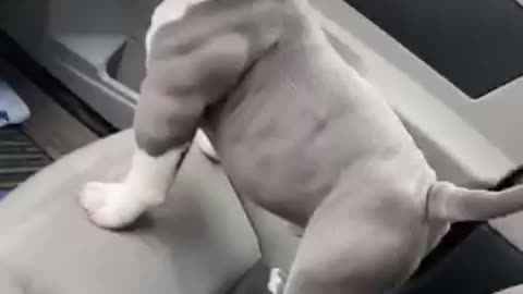 Baby pitbull shows his muscle tone in the car.