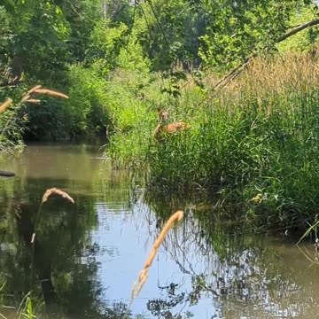 Deer By the Creek