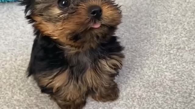 Best DOGS on the internet! 🐶 (Funny DOGGOS Compilation) 🥰