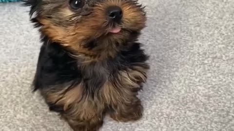 Best DOGS on the internet! 🐶 (Funny DOGGOS Compilation) 🥰
