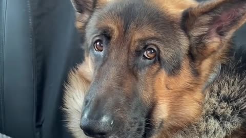 Puppy eyes and head tilts work every time!