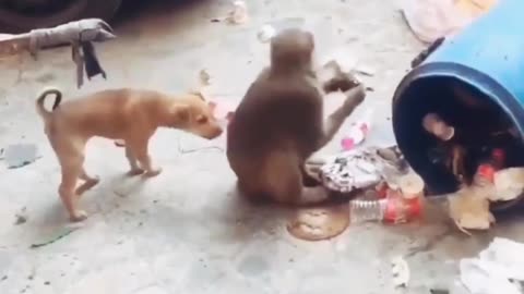 Dogs fight monkey