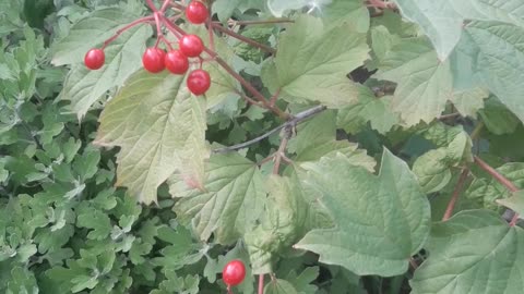 Viburnum