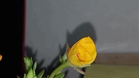 Yellow moss Rose
