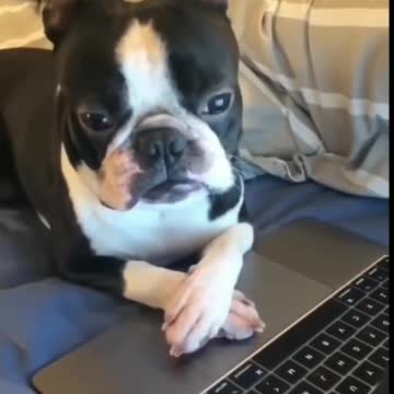 Dog Writing In Computer, Too Funny - Tiktok Dogs (Funny Animals #395)