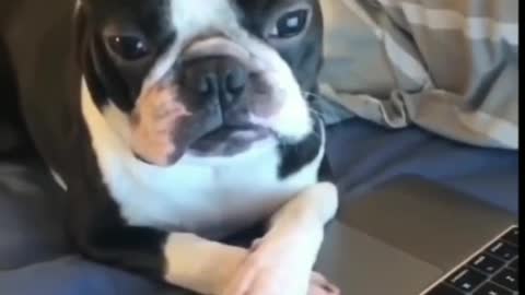 Dog Writing In Computer, Too Funny - Tiktok Dogs (Funny Animals #395)