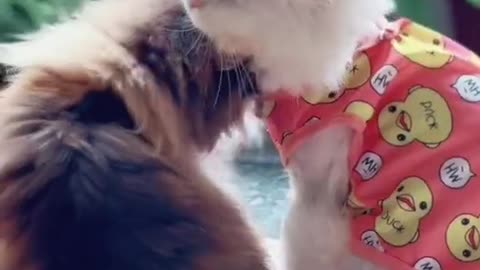 Like all pure creatures, cats are practical.