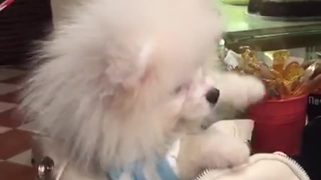 We went to the pastry shop ! Ganesha made an impression on all buyers and sellers!))))
