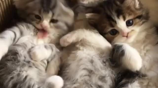 A basket of kittens