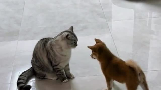 Dog just playing with the ball Cat : I'll play with you like a ball