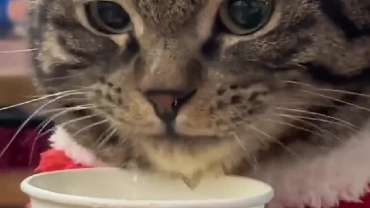 Funny and Cute Cats Videos #194