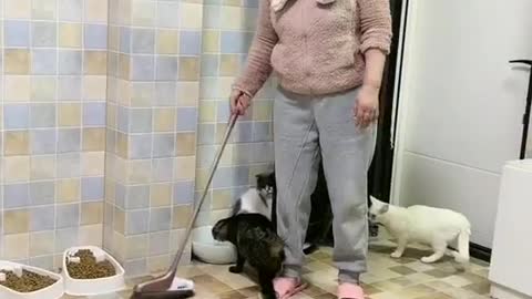 Cats life