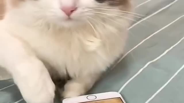 Cute and funny cat video