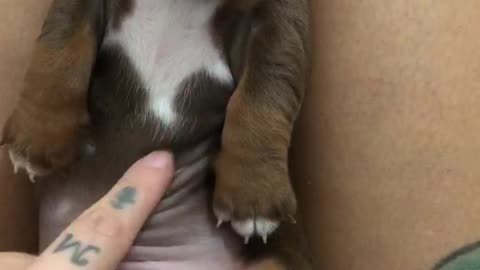 Petting A Sausage Puppy Tummy