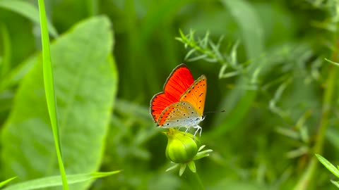 Greatness of the Creator