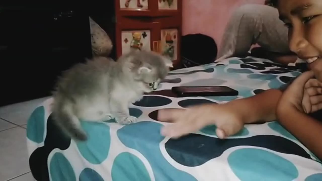 Viral Animal-These Kitten Are Very Active When Playing