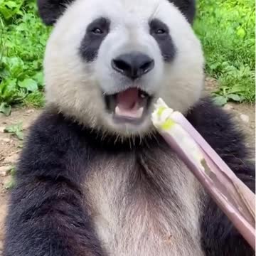 Big panda eating bamboo