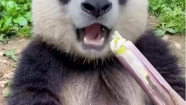 Big panda eating bamboo