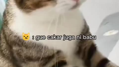 Animals funny moments