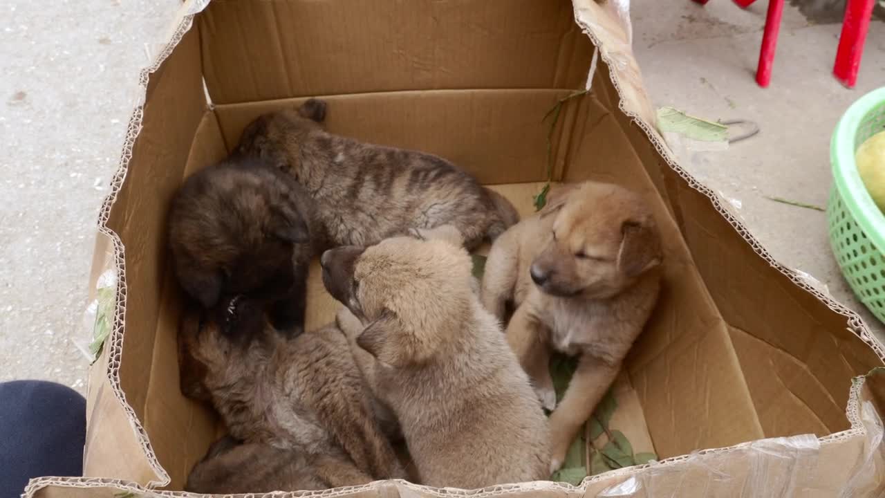 Shorts dog video