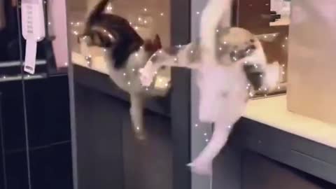 The cat fell while feeding the glass wall